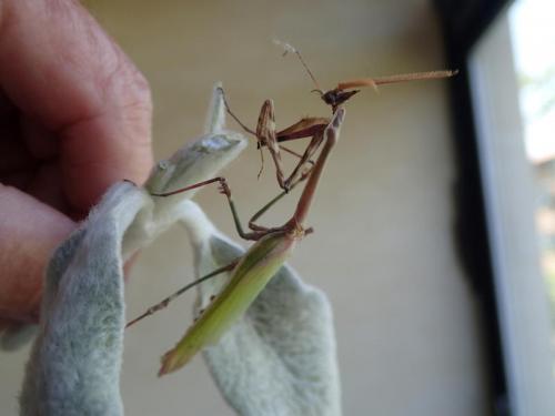 Réf. 183 733 : Empusa pennata